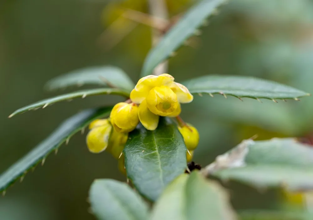 What is Berberis Aquifolium?