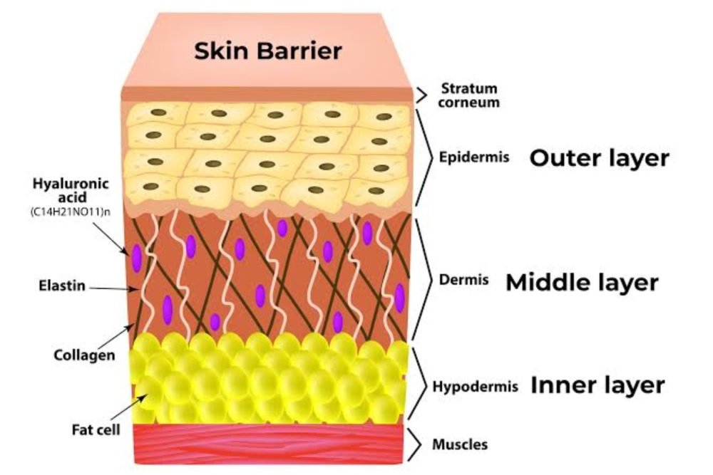 What Is the Skin Barrier?